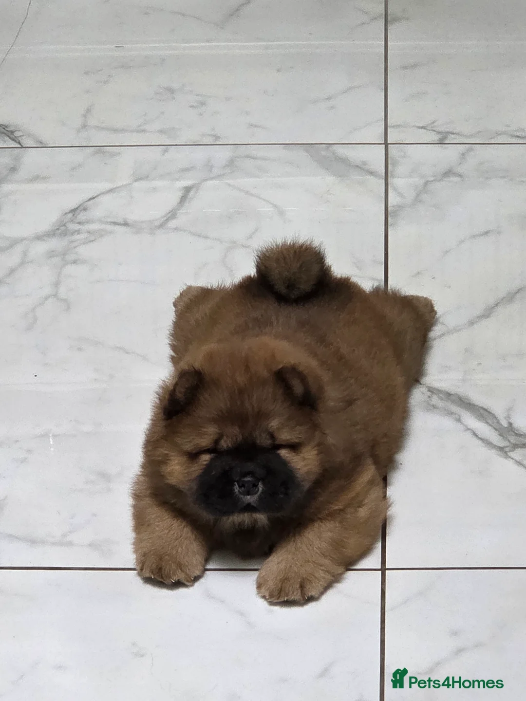 Chow Chow dogs for sale: READY NOW !!! KC REGISTERED CHOW CHOW GIRL - Advert 9