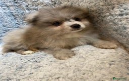 Pomeranian dogs for sale: Ready to leave Pomeranian puppies  - Image 5