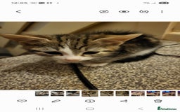 Mixed Breed cats for sale: Kittens for sale  - Advert 4