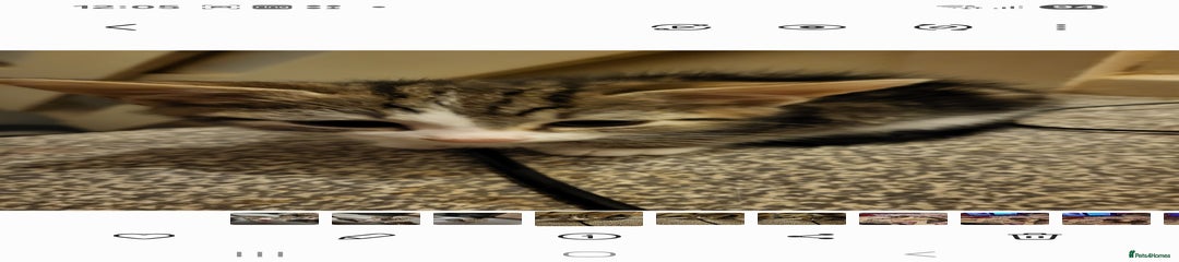 Mixed Breed Kitten 1