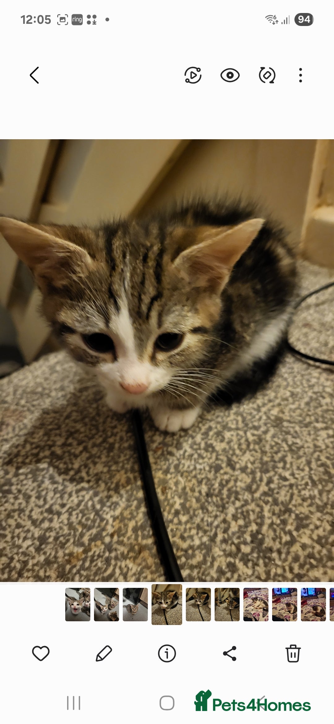 Mixed Breed cats for sale: Kittens for sale  - Advert 4