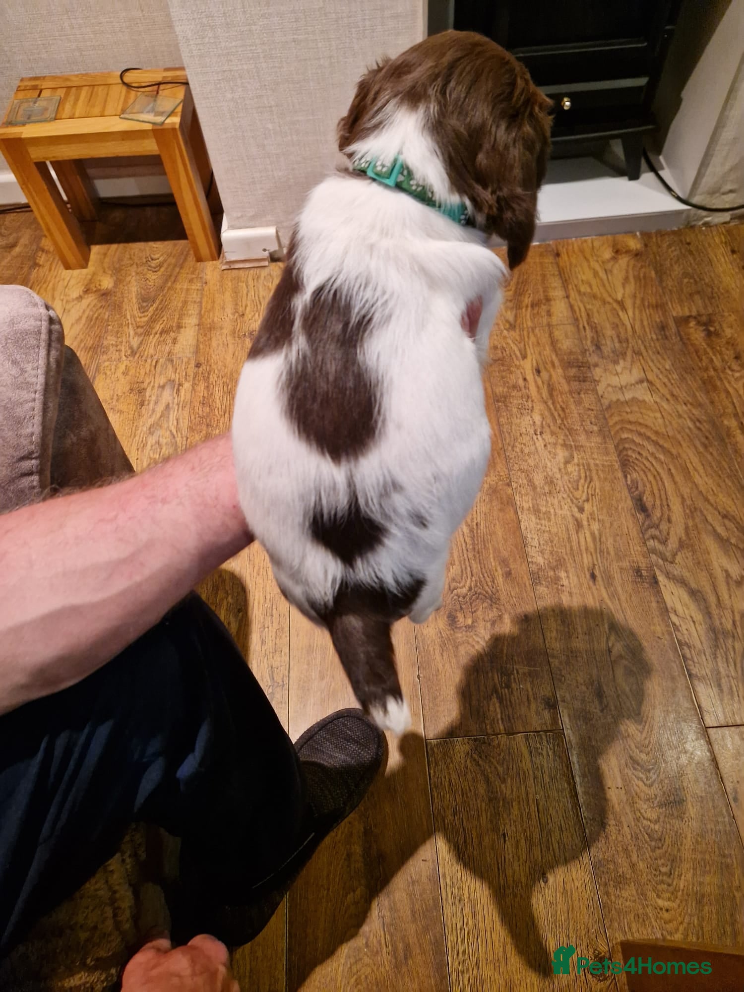 English Springer Spaniel dogs Springer spaniel pups - Advert 2