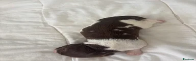 English Springer Spaniel 4
