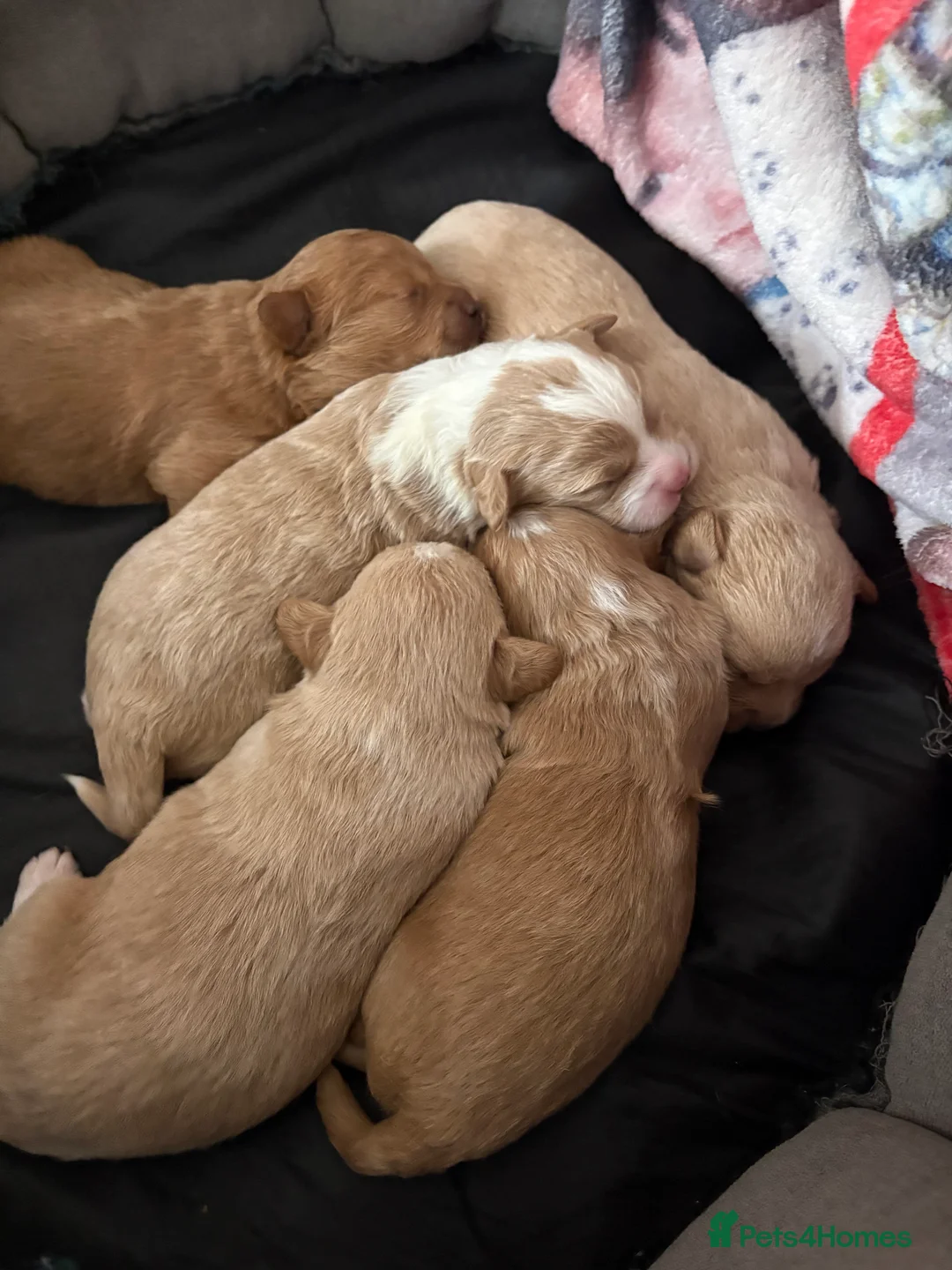 Mixed Breed dogs for sale: Toy poodle mix - Advert 3