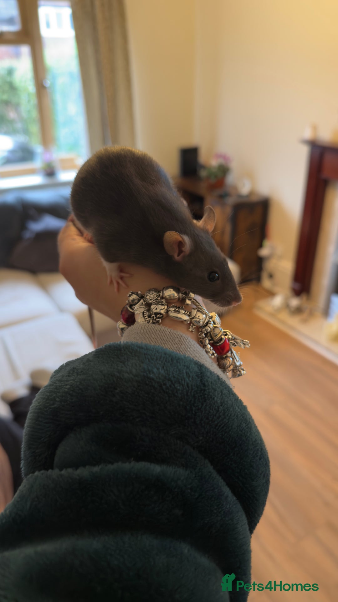 Rat rodents for sale: Fancy Rat Cross Dumbo Rex rat pups  - Image 1