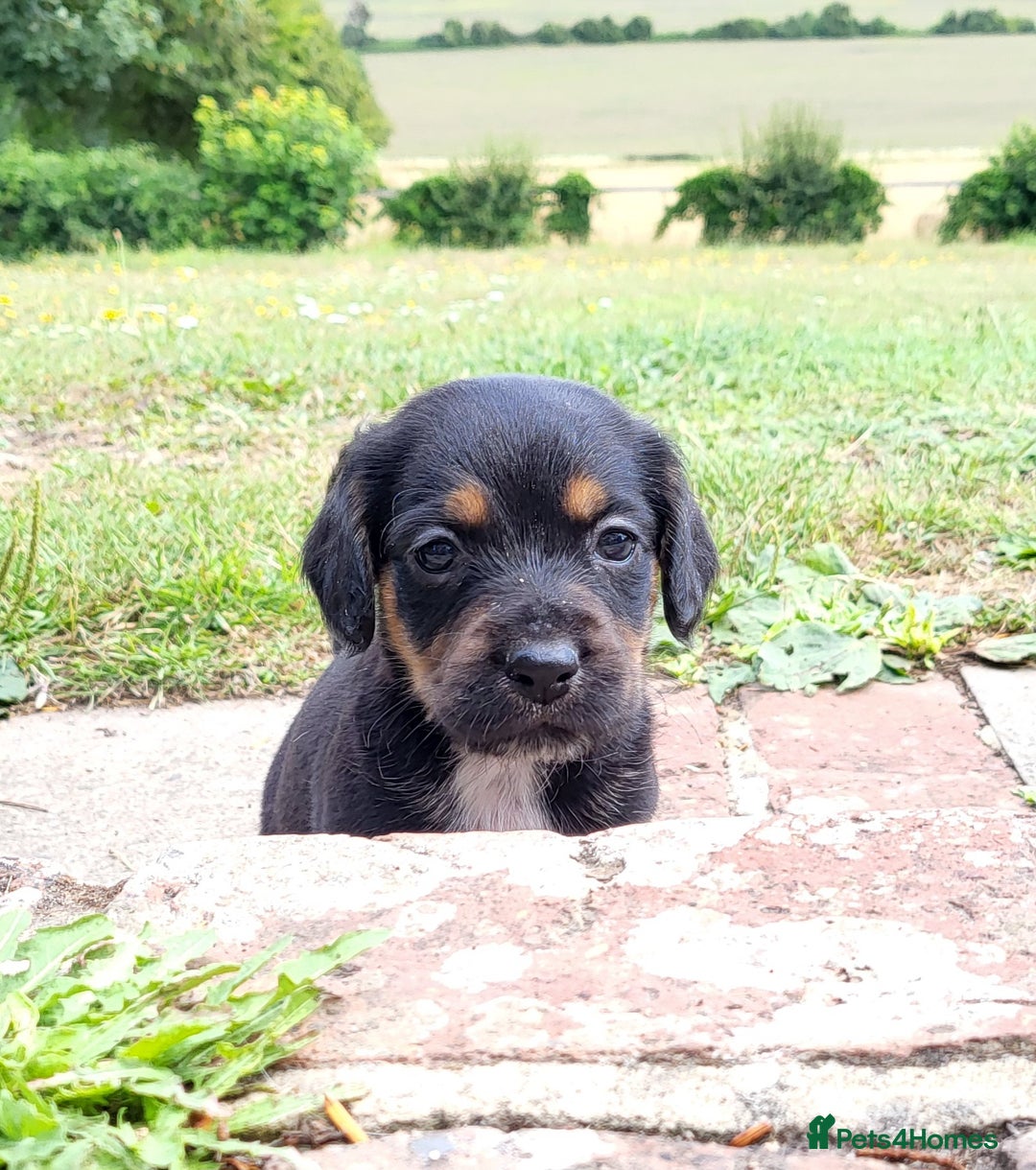 Mixed Breed dogs for sale: Spaniel Collie Cross Puppies  - Image 15
