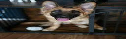 German Shepherd dogs for sale: Gorgeous Female German Shepherd Puppy  - Advert 6