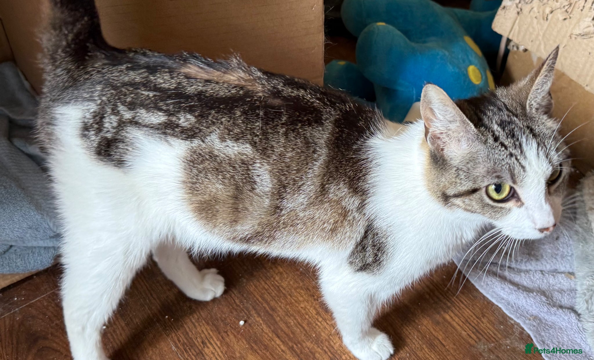 Mixed Breed cats for sale: 1 x boy, 2 x girl - Advert 2