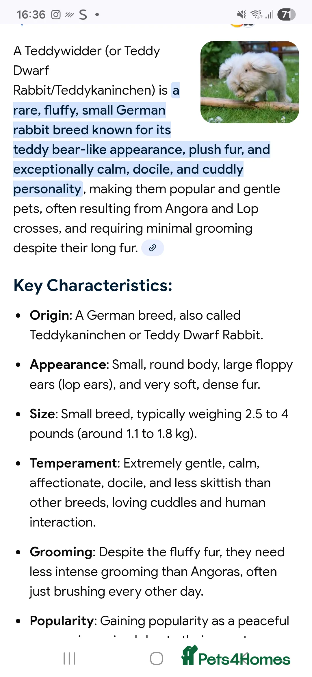 Angora rabbits for sale: Teddywidder bunnies - Advert 23