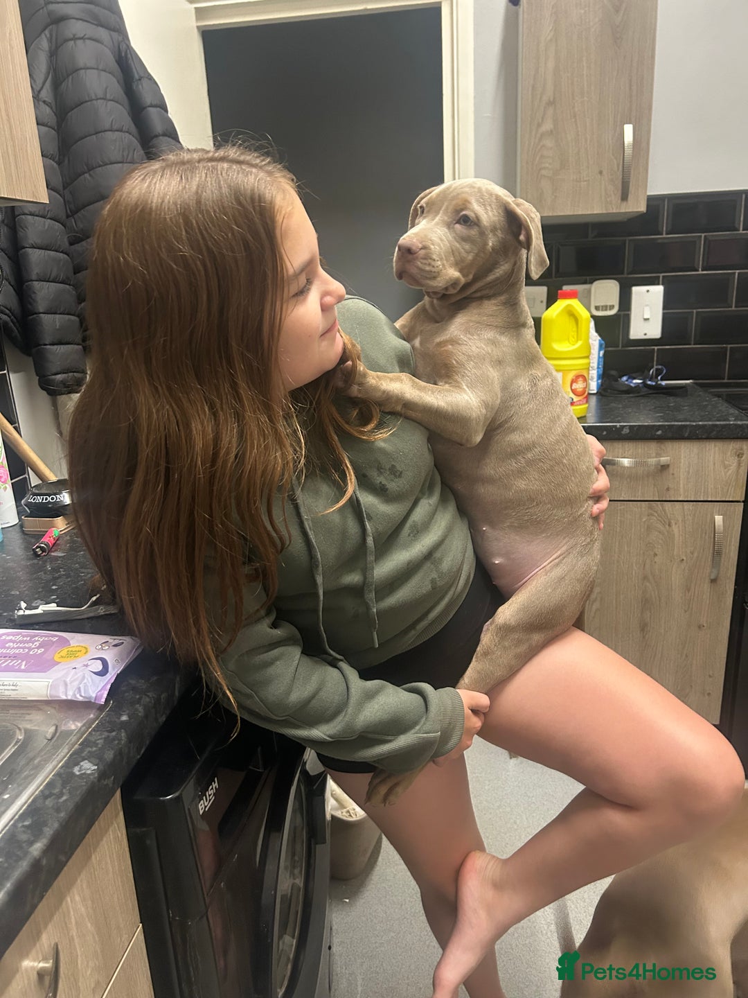 Mixed Breed dogs for sale: Cookie needs a new home  - Advert 4