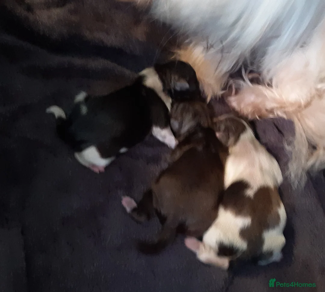 Shih Tzu dogs for stud:  imperial studs both proven  in Bolton - Advert 8