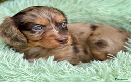 Cavapoo dogs for sale: Stunning Cavapoo babies  - Image 11