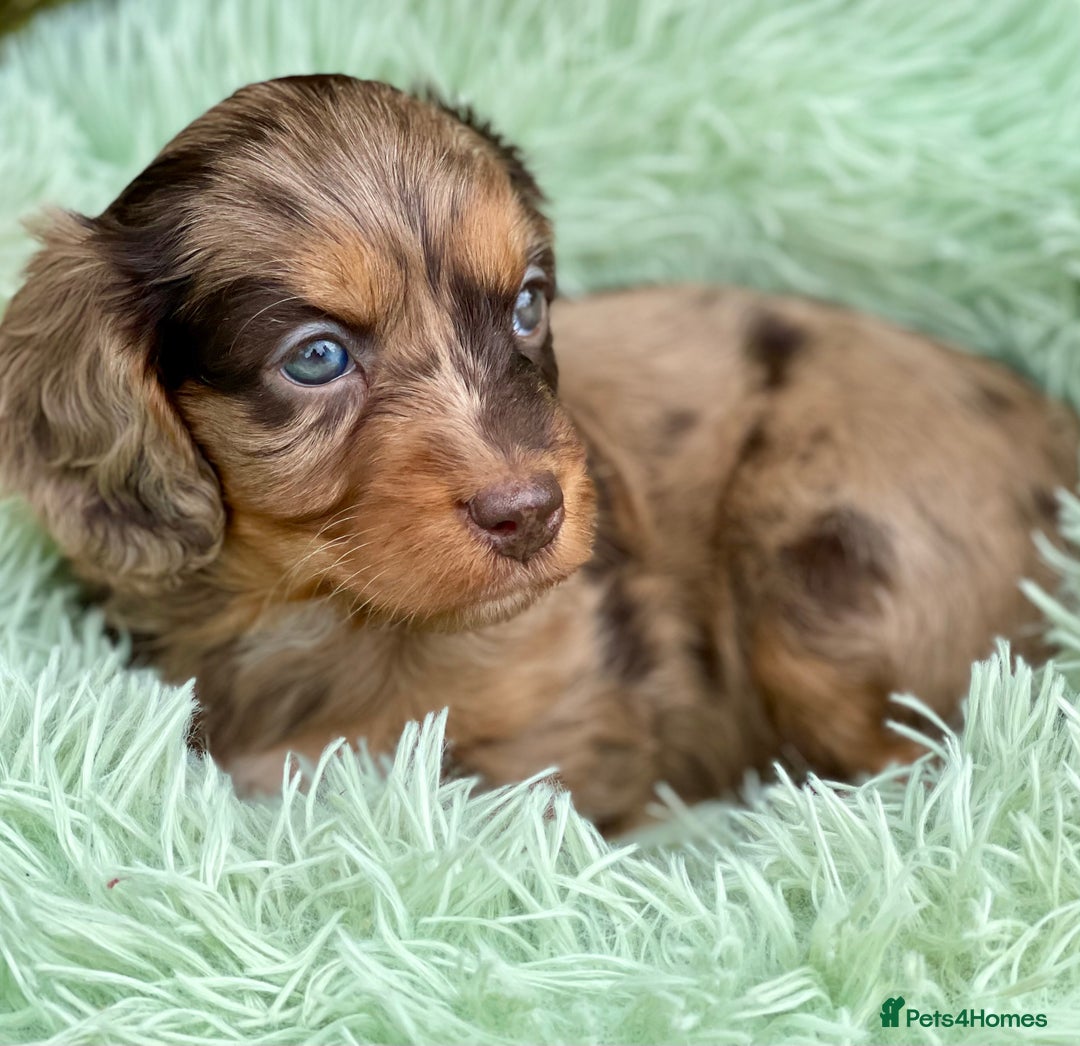 Cavapoo dogs for sale: Stunning Cavapoo babies  - Image 11