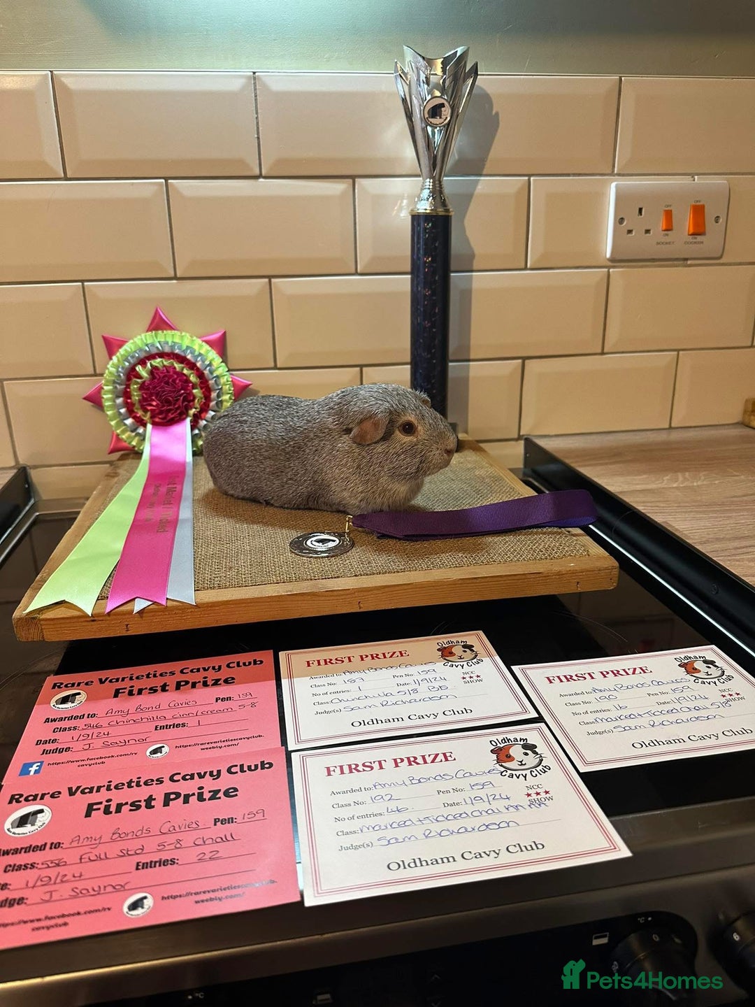 Guinea Pig rodents for sale: Lots of Guinea Pigs Always available!  - Image 14
