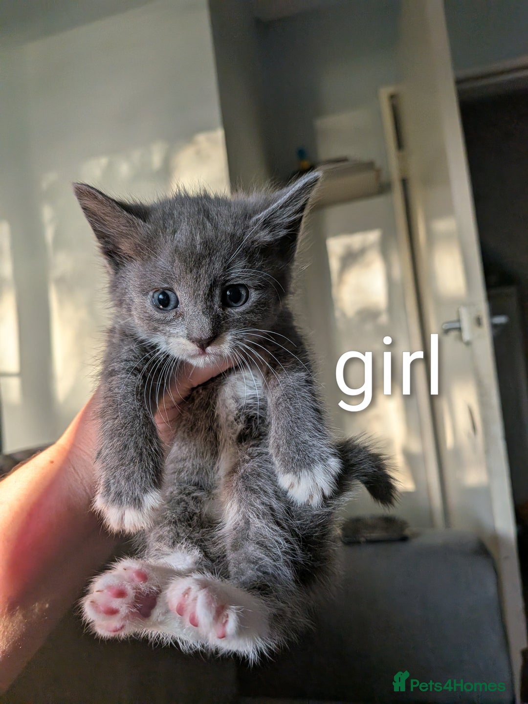 Mixed Breed cats for sale: Kittens for sale  - Image 1