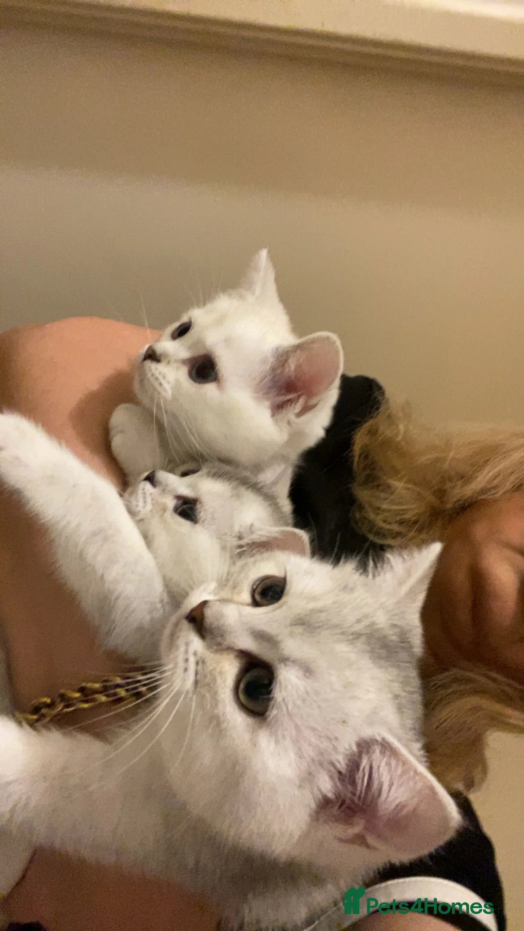 British Shorthair cats for stud: Lovely 🤍 Niko for stud - Advert 2