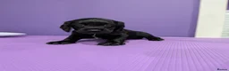 Sprocker dogs for sale: ⭐️ STUNNING SPROCKERS F1 ⭐️ - Advert 11