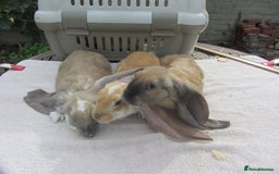 English Lop rabbits for sale: GENUINE ENGLISH LOPS (PURE BRED) - Image 4