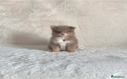 Pomsky dogs for sale: Rare lilac/tan tiny toysize Pomsky puppies - Image 12