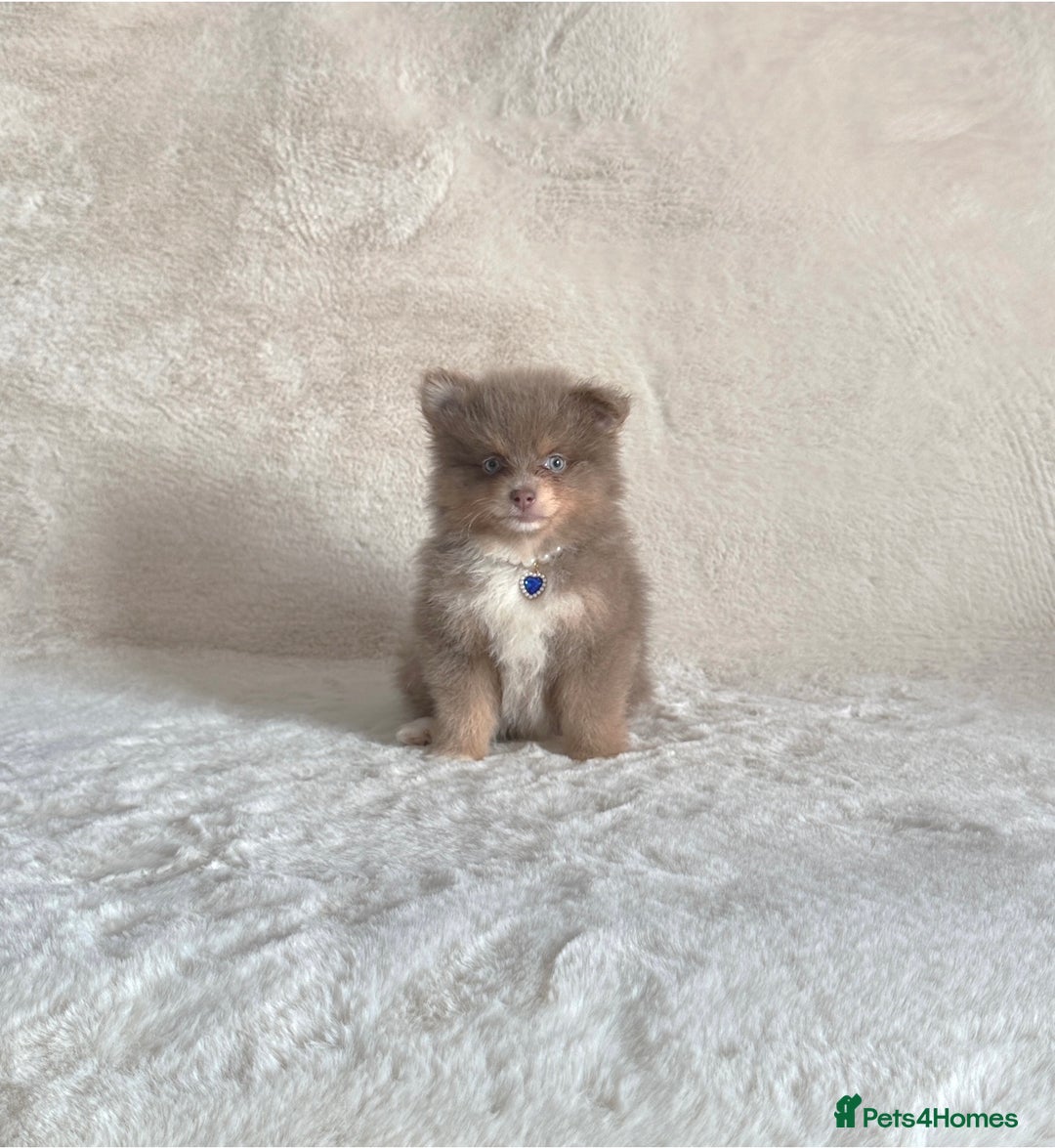 Pomsky dogs for sale: Rare lilac/tan tiny toysize Pomsky puppies - Image 12