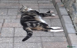 Domestic Shorthair cats for sale: Two 3 year old cats for sale - Image 8