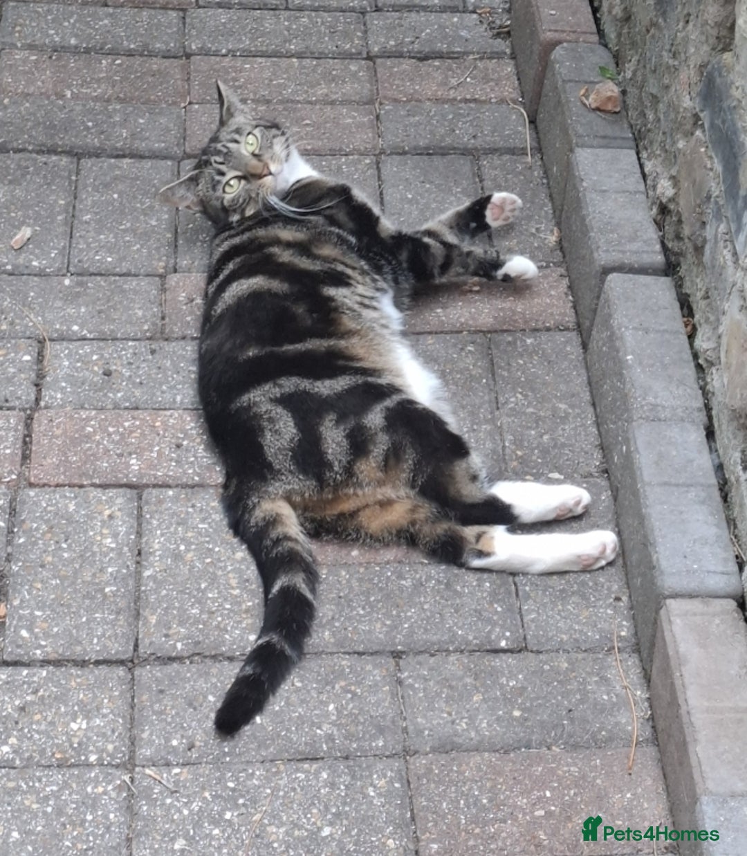 Domestic Shorthair cats for sale: Two 3 year old cats for sale - Image 8