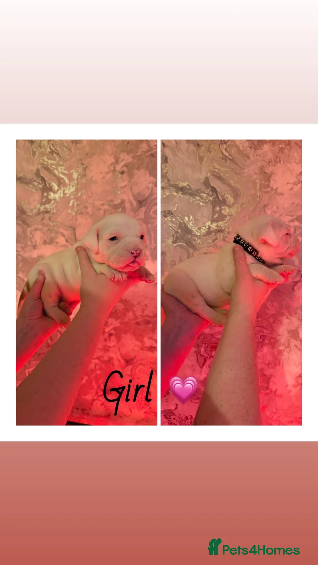 Alapaha Blue Blood Bulldog dogs for sale: Alapaha blue blood bulldog Puppies - Advert 10