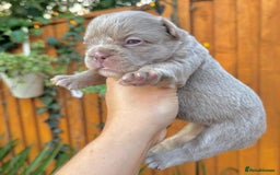 French Bulldog dogs for sale: Kc registered new shade french bulldogs - Image 5