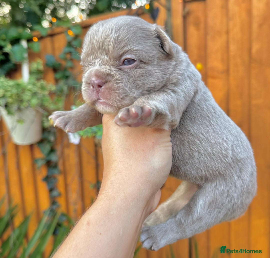 French Bulldog dogs for sale: Kc registered new shade french bulldogs - Image 5