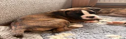 Boxer dogs for sale: 2 Boys remaining..... Bobtail Boxer Puppies - Advert 3