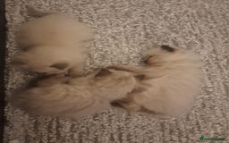 Ragdoll cats for sale: Ragdoll boys for new homes - Image 2