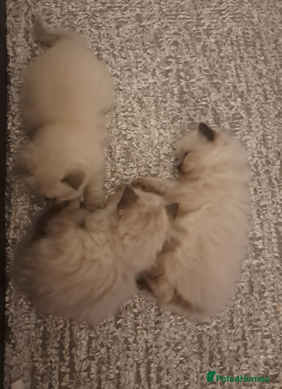 Ragdoll cats for sale: Ragdoll boys for new homes - Image 2