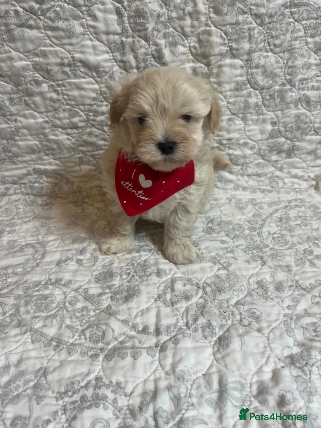 Maltipoo dogs for sale: 🤩2 stunning f1 Maltipoo 🤩 - Advert 3