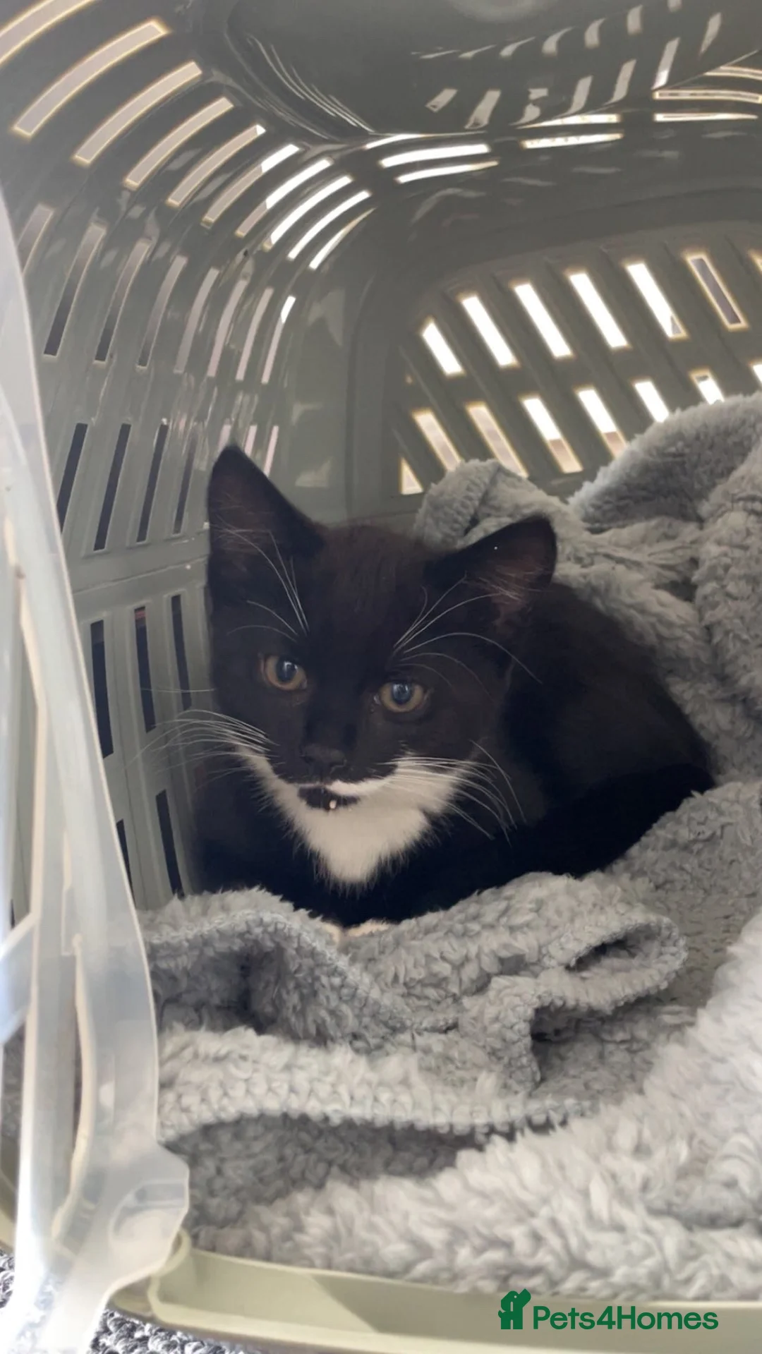 Domestic Shorthair cats for sale: Beautiful kitten🐾 in Woodbridge - Advert 3