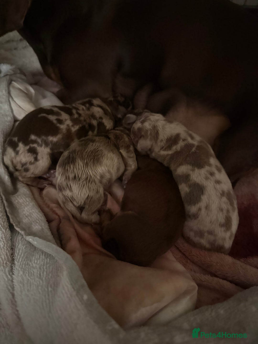 Miniature Dachshund dogs for sale: Beautiful Miniature Dachshund Puppies - Advert 9