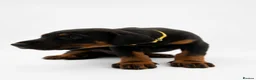 Dobermann dogs for sale: KC reg Dobie Pups | Two girls available - Advert 38