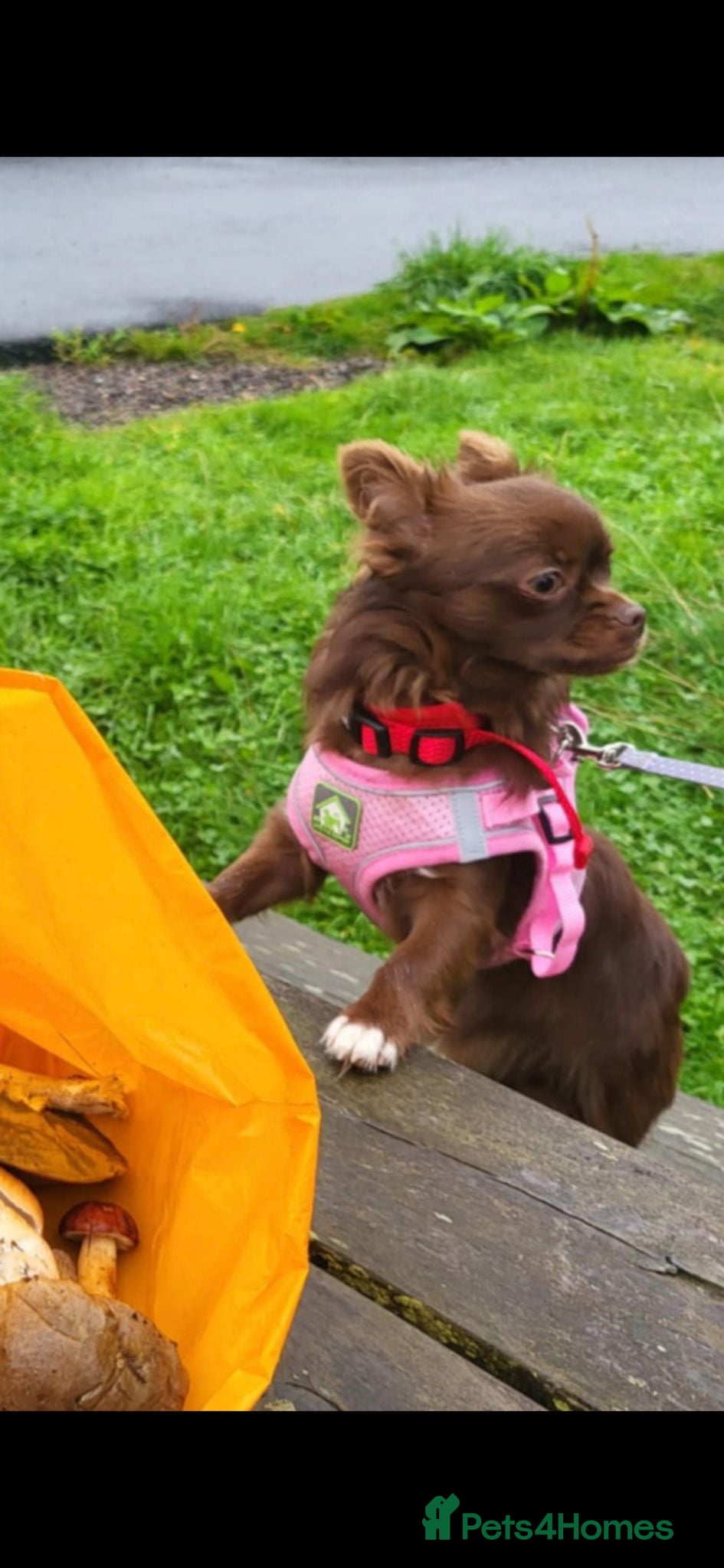Chihuahua dogs KC female - Advert 3