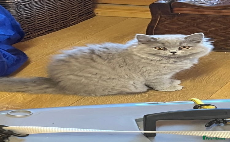British Longhair cats - Advert 13