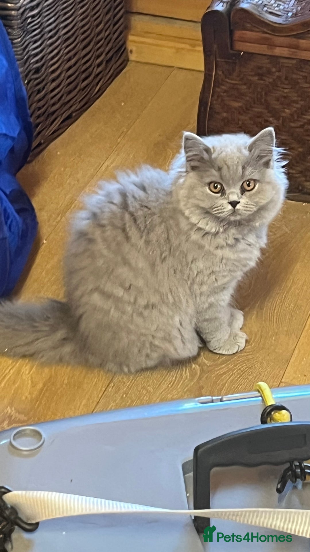 British Longhair cats for sale: Lynnaes Sahah - Image 1