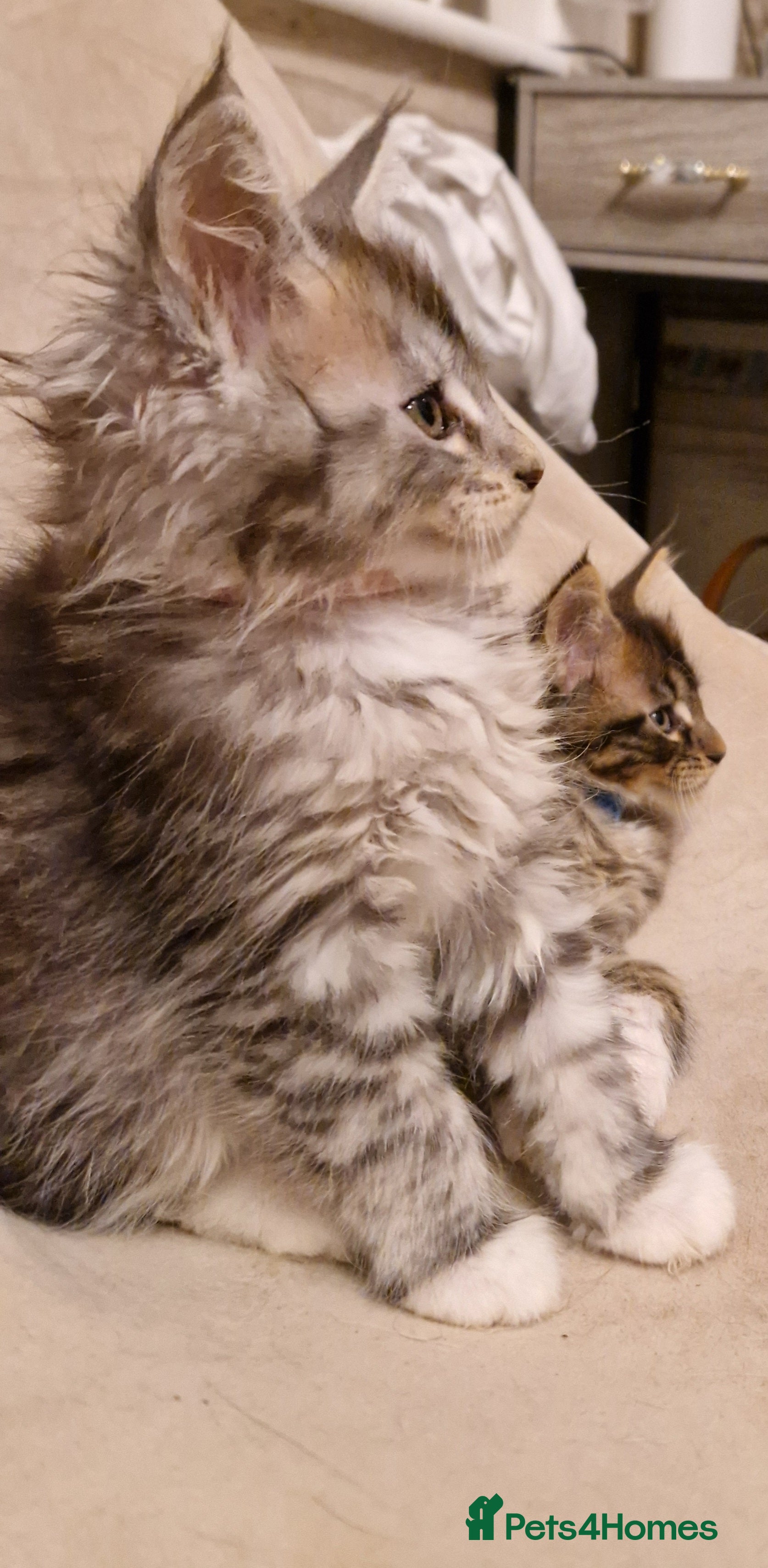 Maine Coon cats Sweet Maine Coon kittens - Advert 3