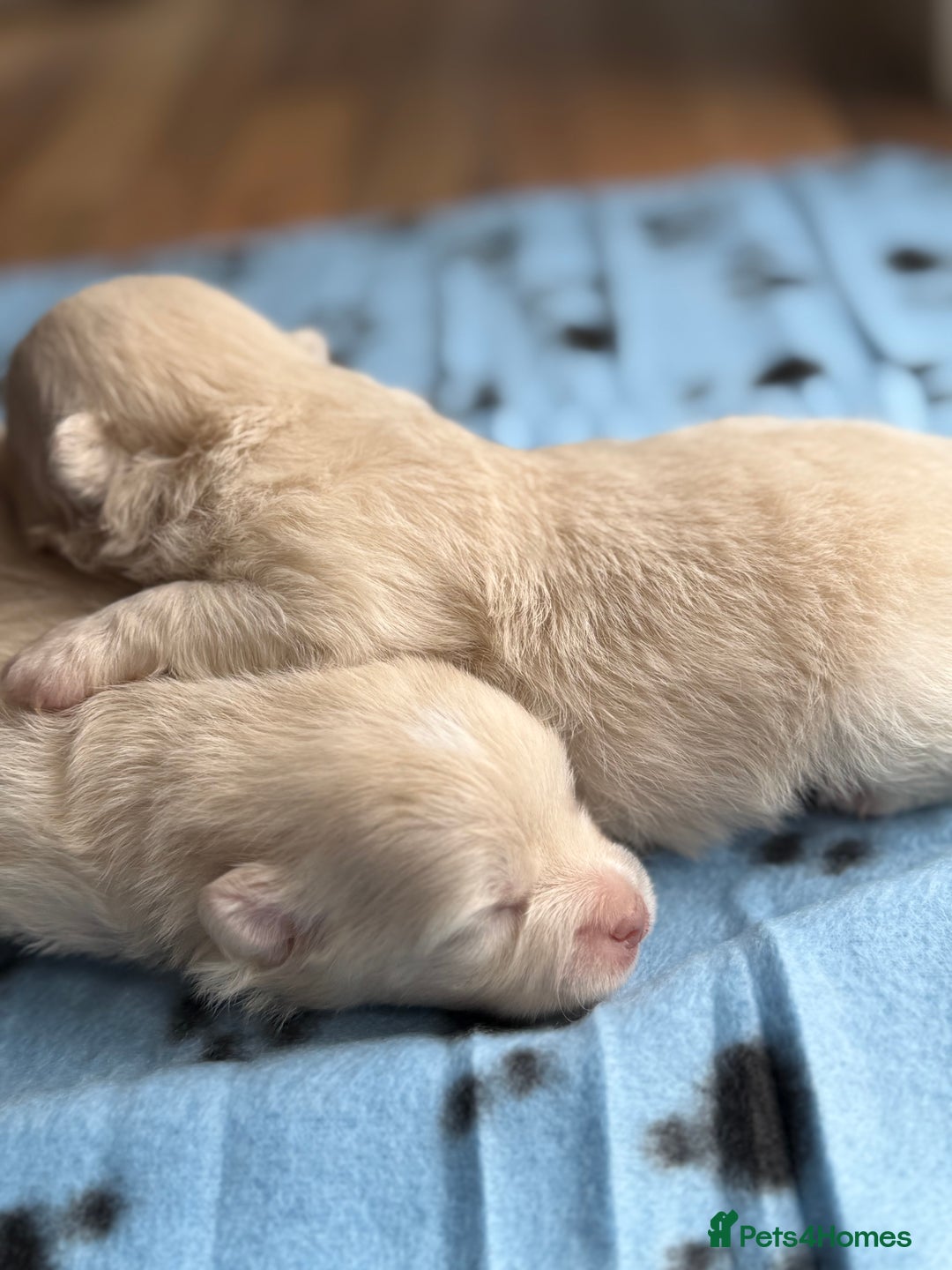 Pomeranian dogs for sale: BEAUTIFUL POMERANIAN PUPPIES  - Image 21