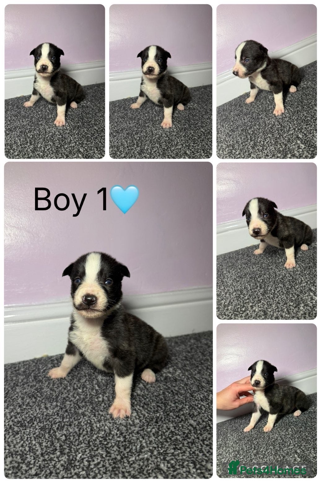 Lurcher dogs Saluki derhound grey second genaration bull grey - Advert 1