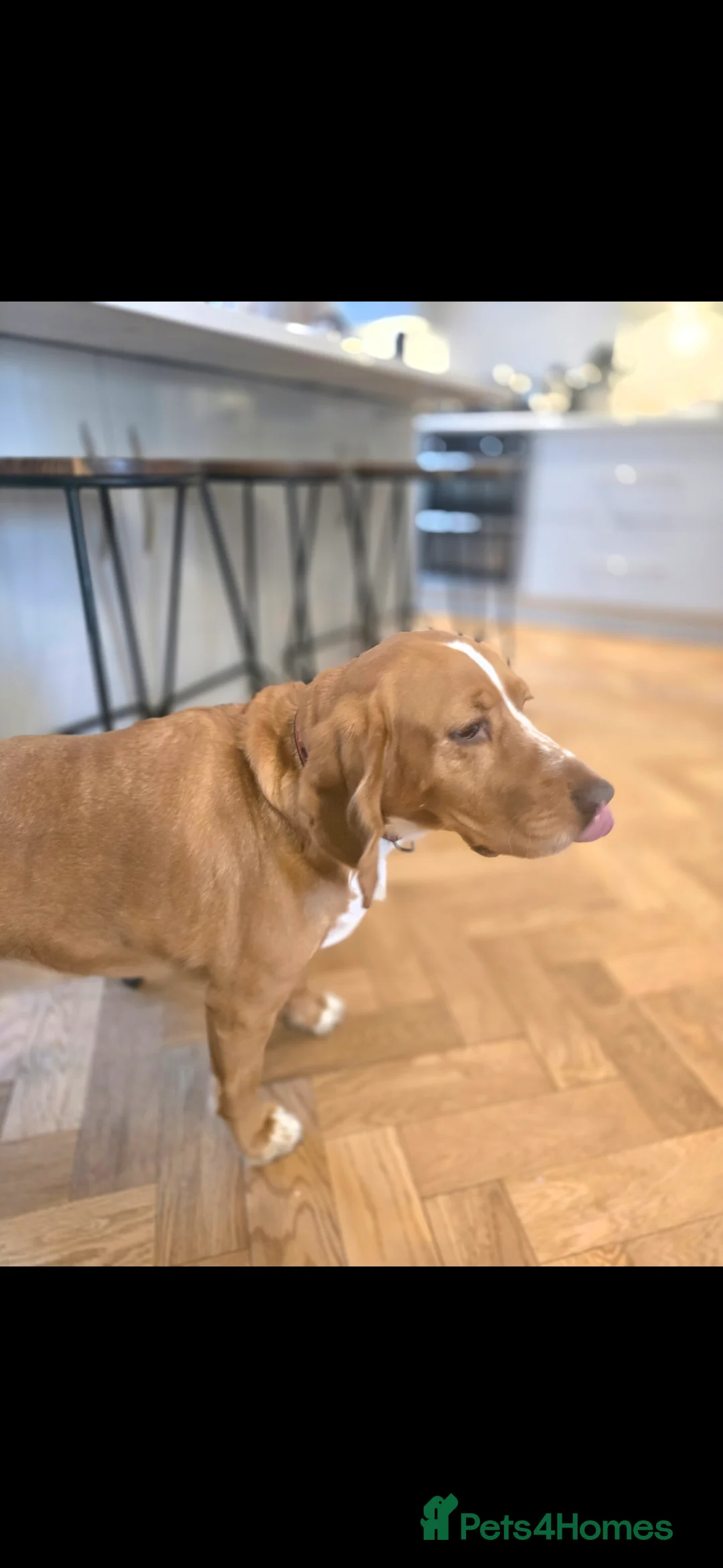 Bocker dogs for sale: Alan the Bocker - Advert 7