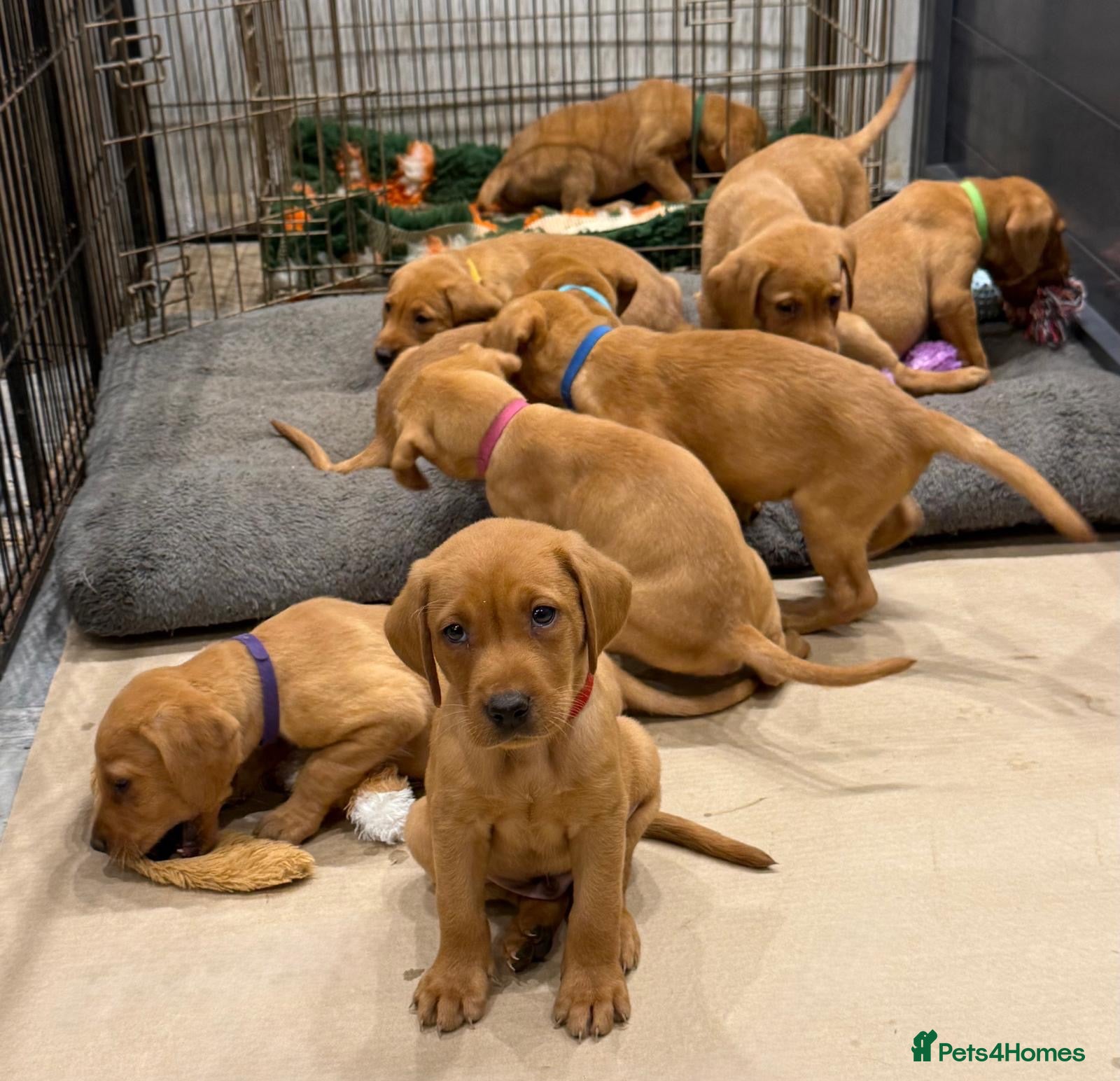 Labrador Retriever dogs FOX RED LAB PUPS PARENTS EXTENSIVELY HEALTH TESTED - Advert 2