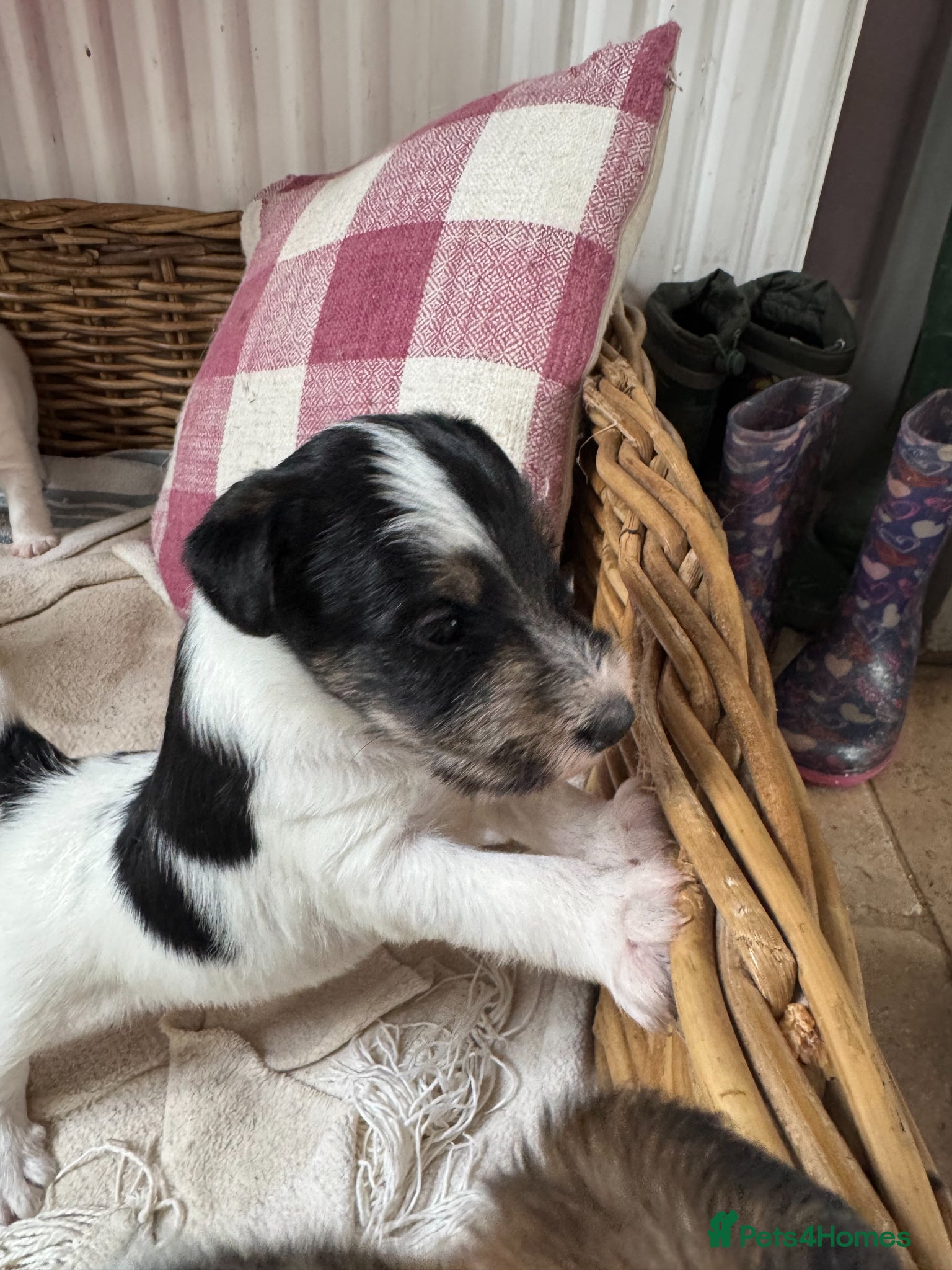 Fox Terrier dogs Stunning fox terrier puppies  - Advert 2