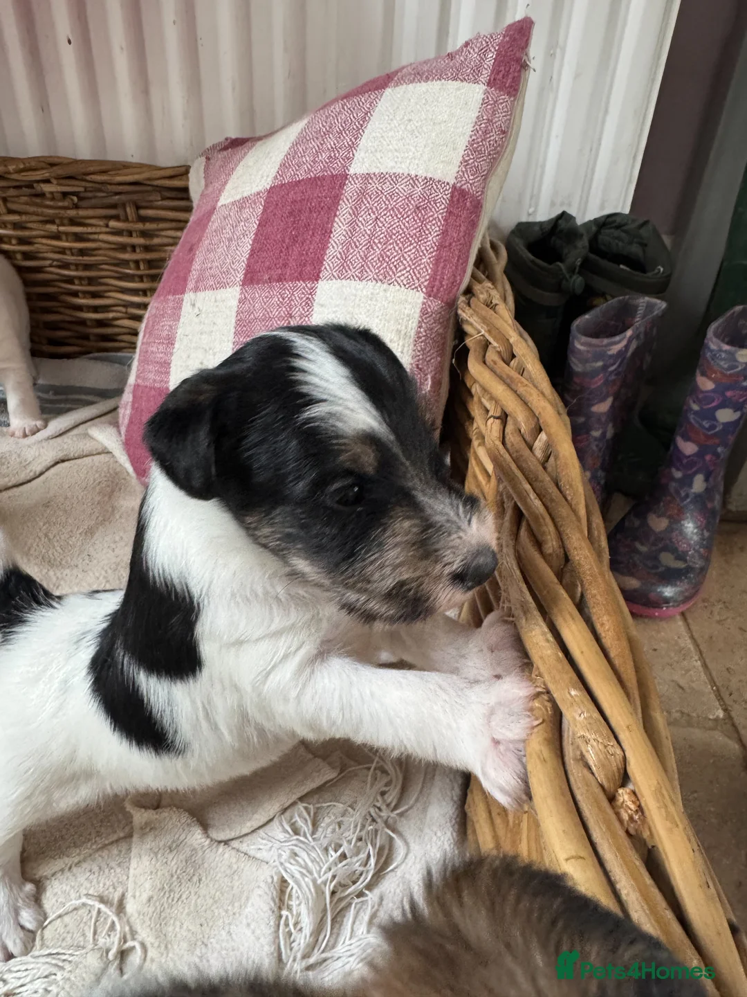 Fox Terrier dogs for sale: Stunning fox terrier puppies  - Advert 2