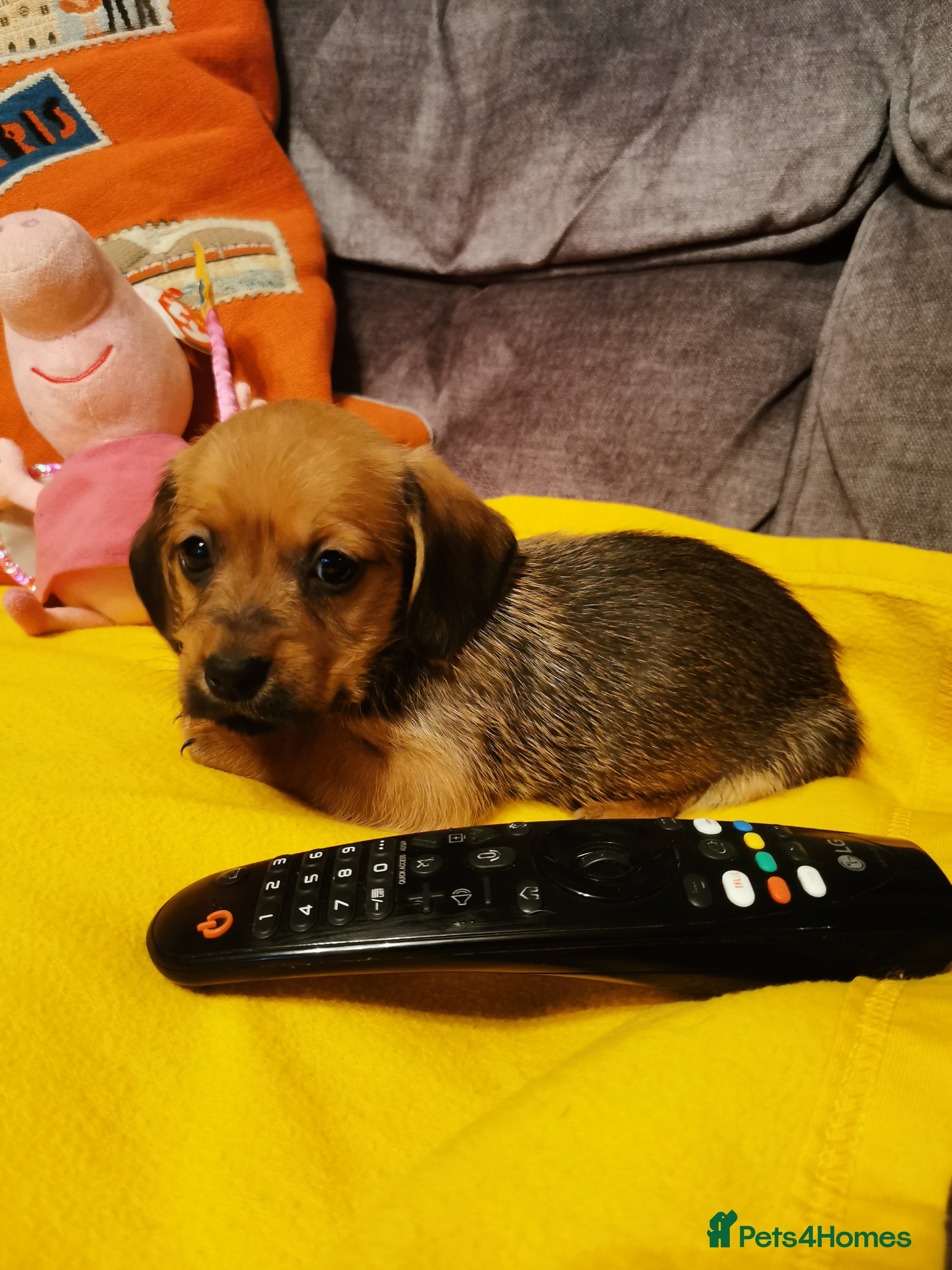 Cavachon dogs Adorable playful Cavachon x Dachshound pups - Advert 5