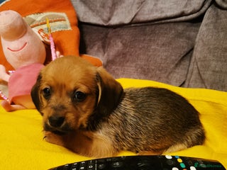 Cavachon dogs Adorable playful Cavachon x Dachshound pups - Advert 4