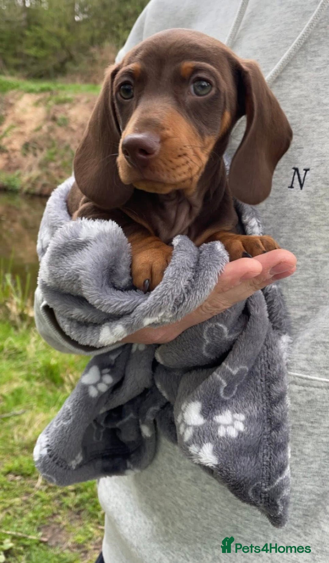 Miniature Dachshund dogs for sale: 2 year old male miniature dachshund  - Advert 3