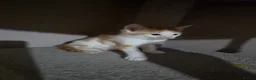 Mixed Breed cats for sale: • 4 Lovely Kittens – Looking For Loving Families - Advert 21